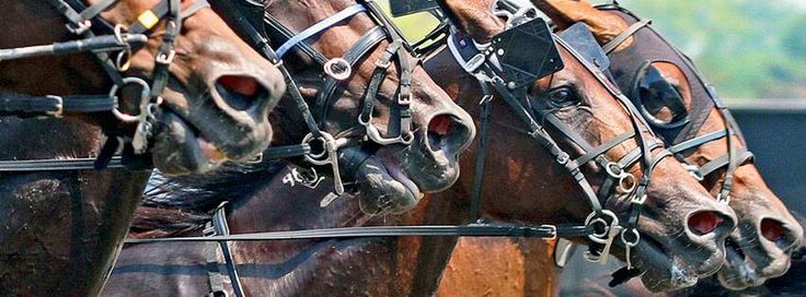 Cat-Dog-& horse Leashes